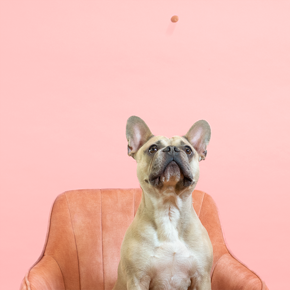 stylink, Vergütungsplattform, Influencer, Instagram, Geld verdienen, Team, Pia